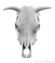 western style cow skull theme website